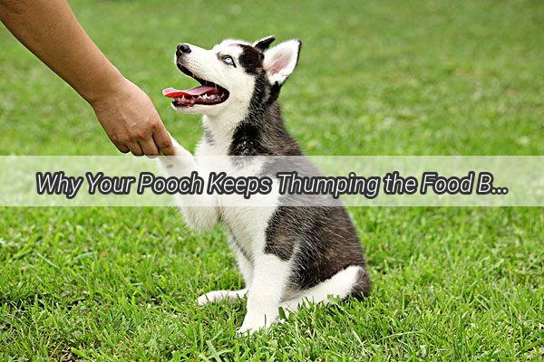 Why Your Pooch Keeps Thumping the Food Bowl Unraveling the Curious Canine Behavior